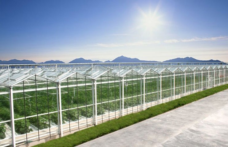 青島黃島紅掌養殖基地